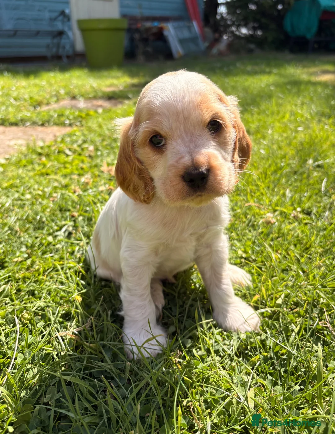 Cocker Spaniel dogs for sale: 🧡🤍 KC REG Show cocker Spaniel puppies for sale - Advert 1