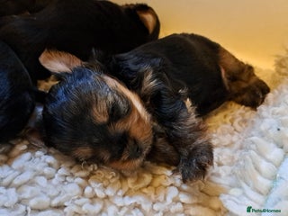Yorkshire Terrier dogs for sale: Pedigree Yorkshire terrier puppy's - Advert 1