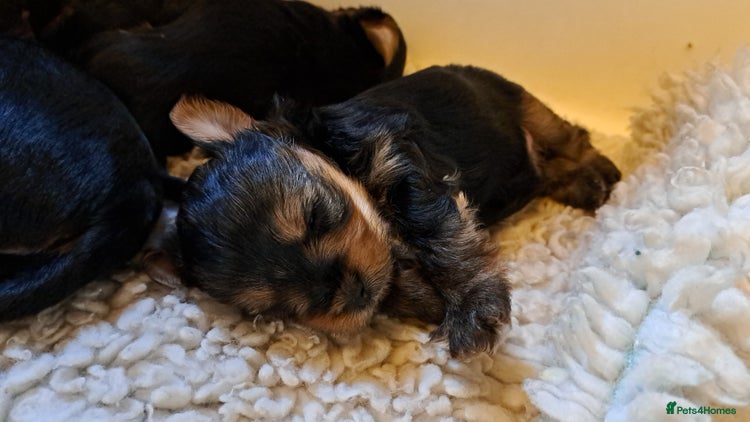 Yorkshire Terrier dogs Pedigree Yorkshire terrier puppy's - Advert 1
