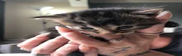 Mixed Breed cats for sale: 4 kittens  - Advert 3