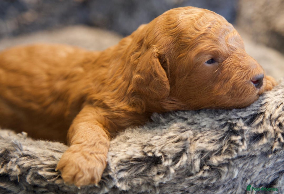 Cavapoo dogs for sale: Gorgeous F1B Fox Red Cavapoo Puppies - Image 26