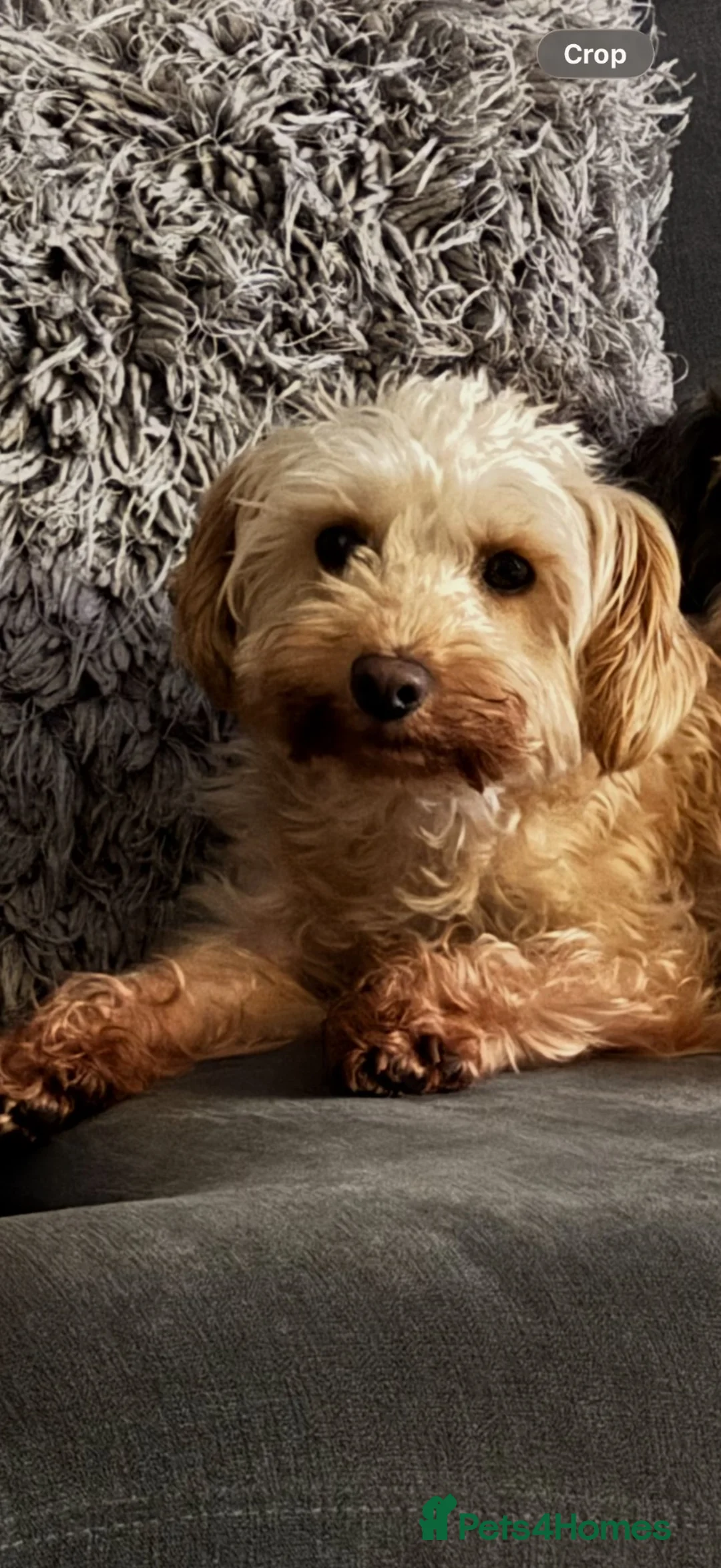 Schnoodle dogs for sale: Schnoodle for rehome 🤍 - Advert 1