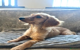 Cocker Spaniel dogs for sale: Beautiful Daisy looking for a forever home - Image 6