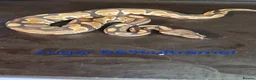 Python Snake reptiles for sale: Mixed juvinile royals - Advert 26