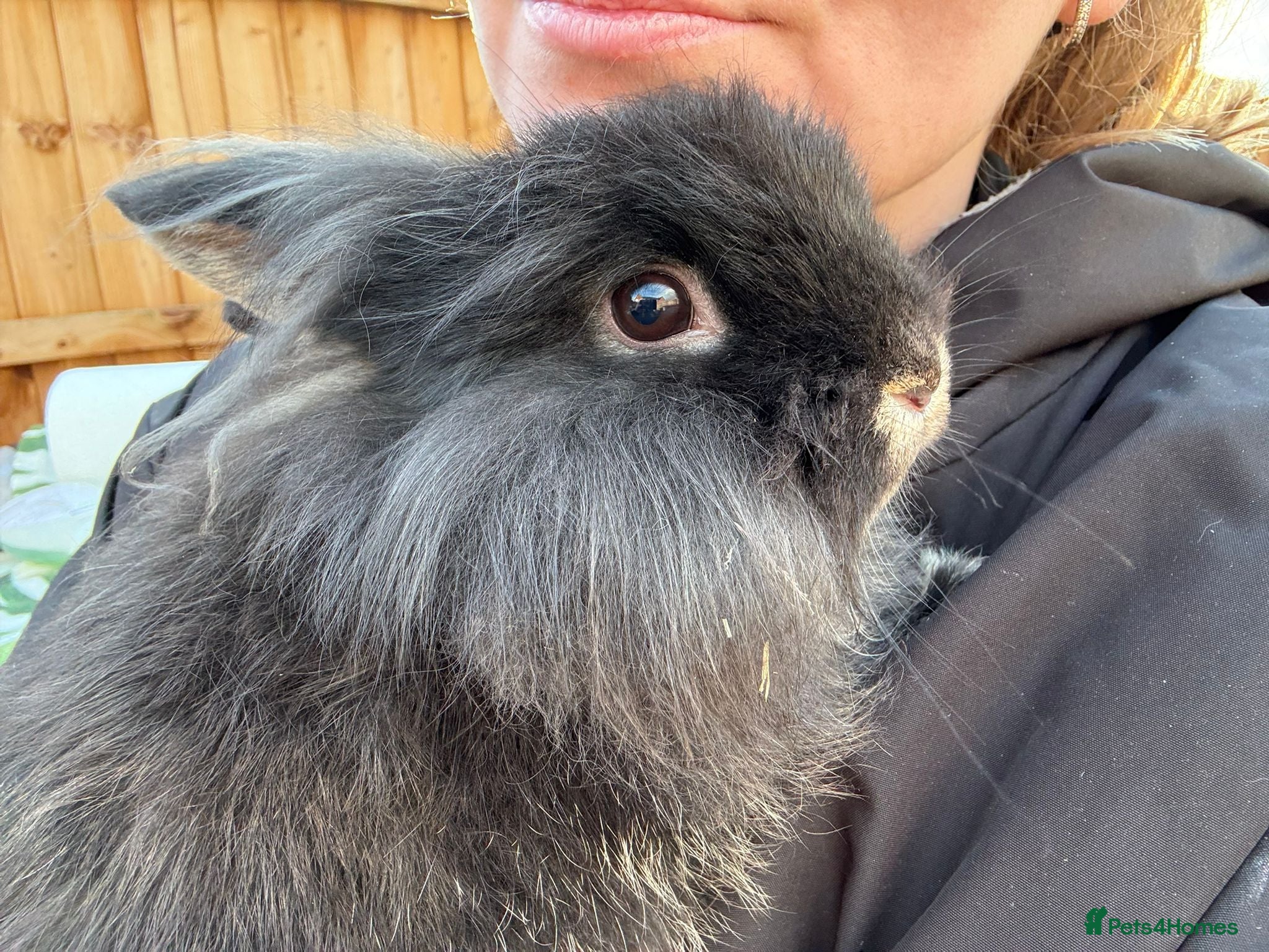 Mixed Breed rabbits Bunnies available for adoption  - Advert 14