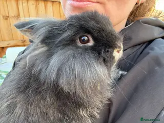 Mixed Breed rabbits Bunnies available for adoption - Advert 14