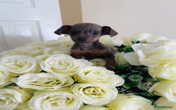 Miniature Dachshund dogs for sale: Micro mini dachshund  - Image 35