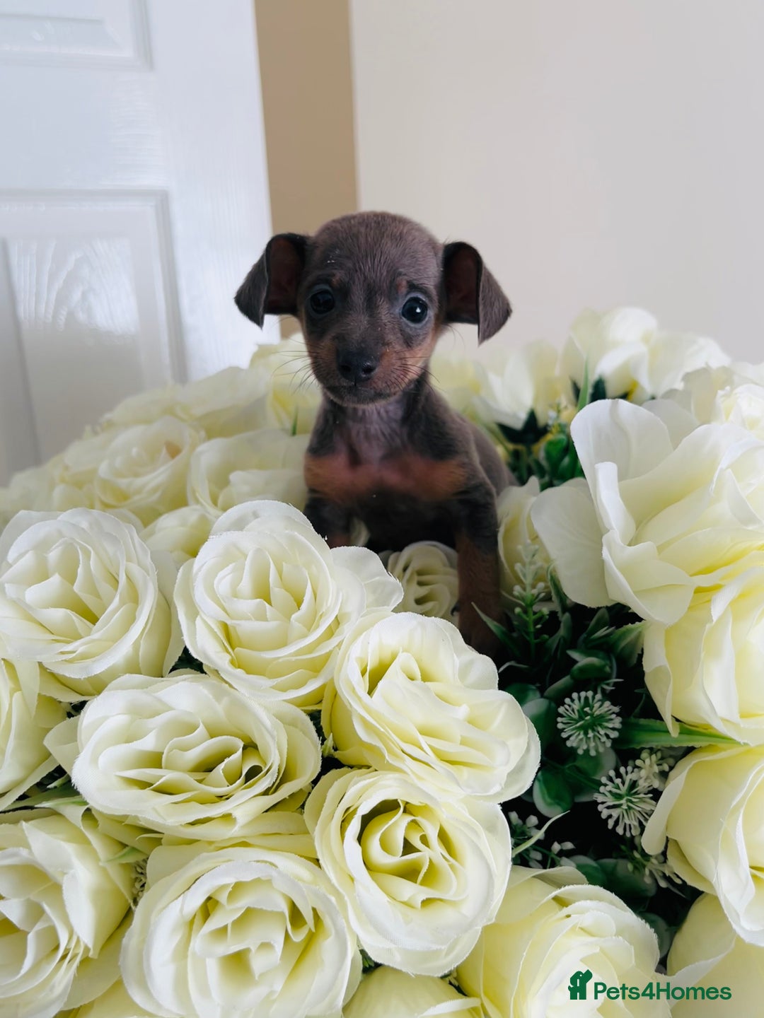 Miniature Dachshund dogs for sale: Micro mini dachshund  - Image 35