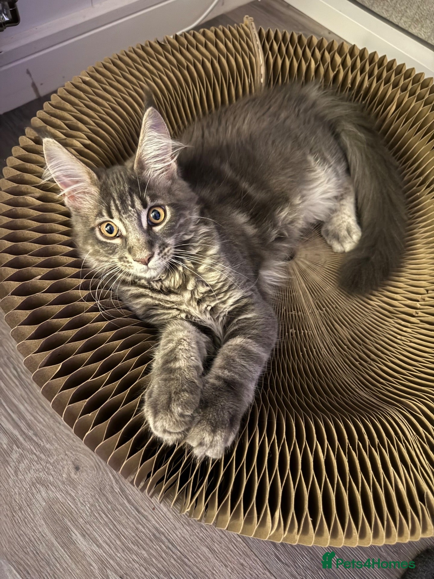 Maine Coon cats ACTIVE GCCF MAINE COON KITTENS 🐾❤️ - Advert 4