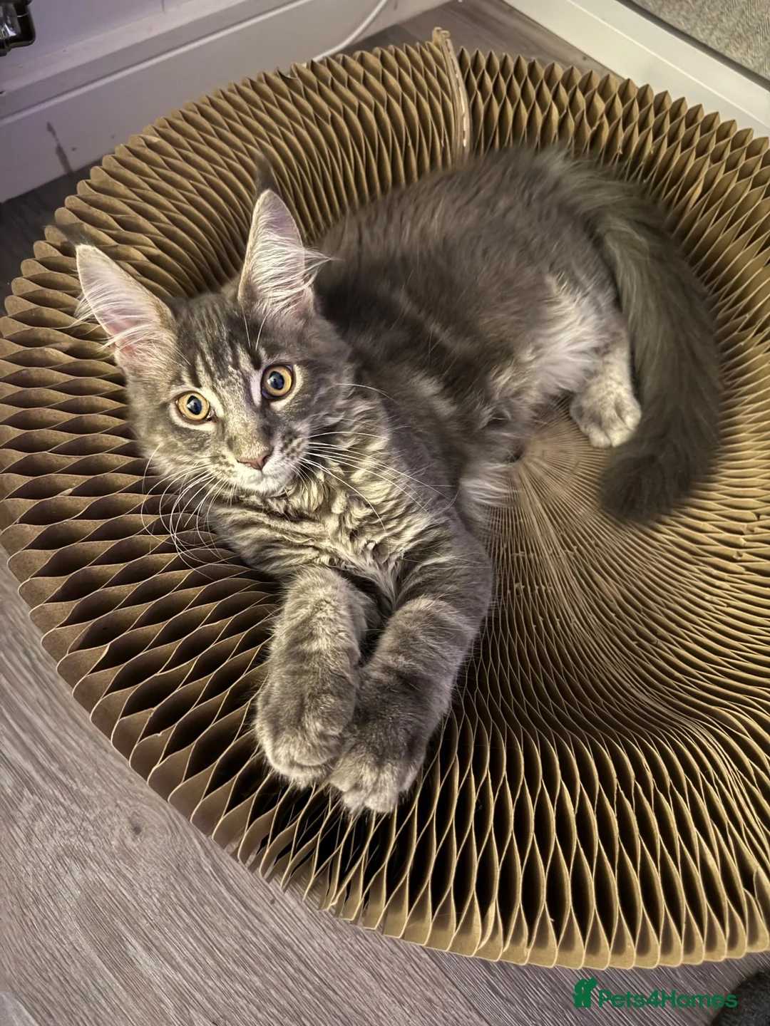 Maine Coon cats for sale: ACTIVE GCCF MAINE COON KITTENS 🐾❤️ - Advert 1