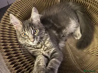 Maine Coon cats ACTIVE GCCF MAINE COON KITTENS 🐾❤️ - Advert 4