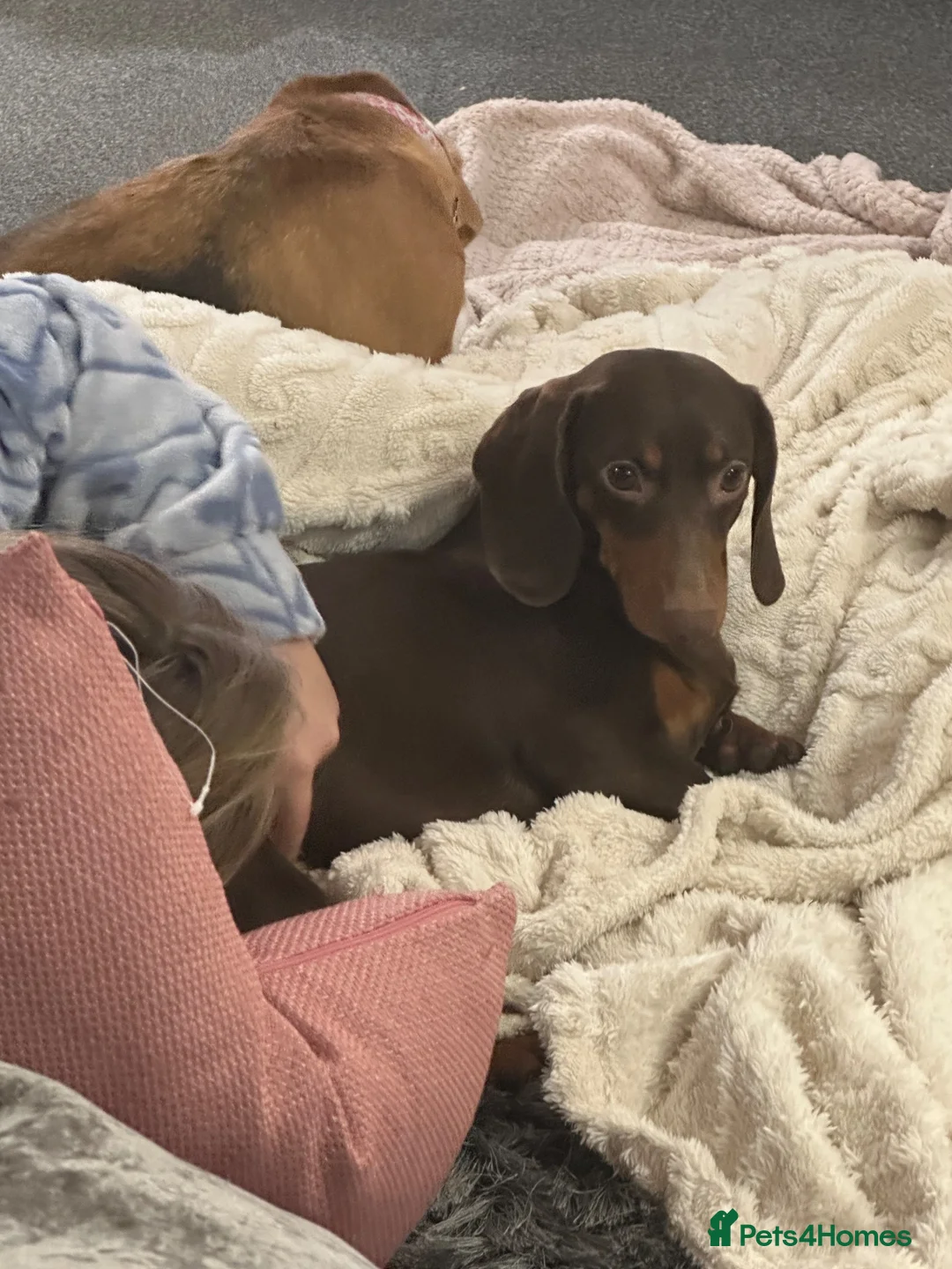 Dachshund dogs for sale: Standard Dachshund for sale x 3  - Advert 12