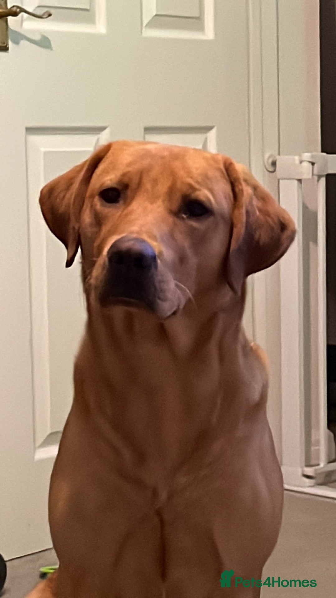 Labrador Retriever dogs for stud: Fox red lab for stud - proven - Advert 11