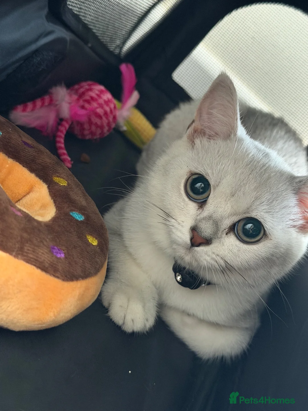British Shorthair cats for sale: British short hair in Dagenham - Advert 4