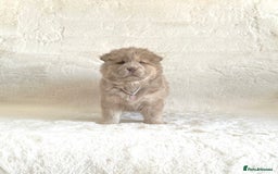 Chow Chow dogs for sale: Exotic colour chowsky puppies for sale  - Image 15