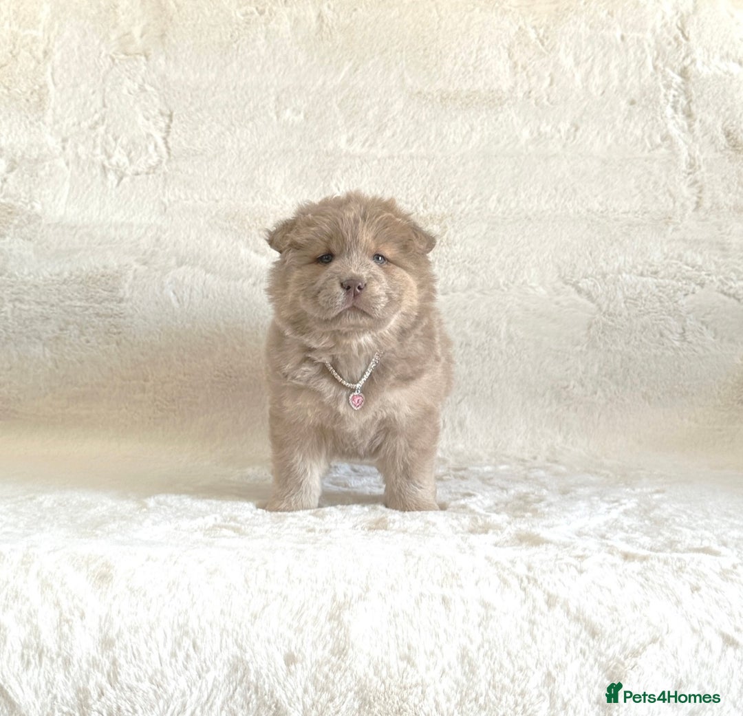 Chow Chow dogs for sale: Exotic colour chowsky puppies for sale  - Image 15