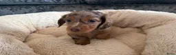 Miniature Dachshund dogs for sale: Miniature dachshund male available  - Advert 6