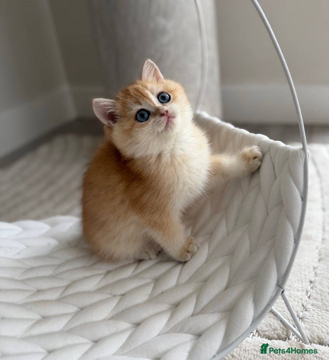 British Shorthair cats for sale: Golden British shorthair kittens - Advert 17