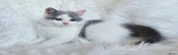 British Shorthair cats for sale: Gorgeous loving purr machines  - Advert 10
