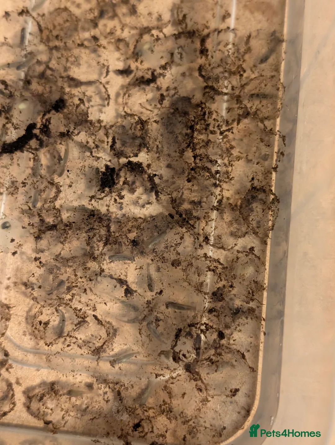 Axolotl reptiles for sale: Axolotl hatchlings and eggs - Advert 5