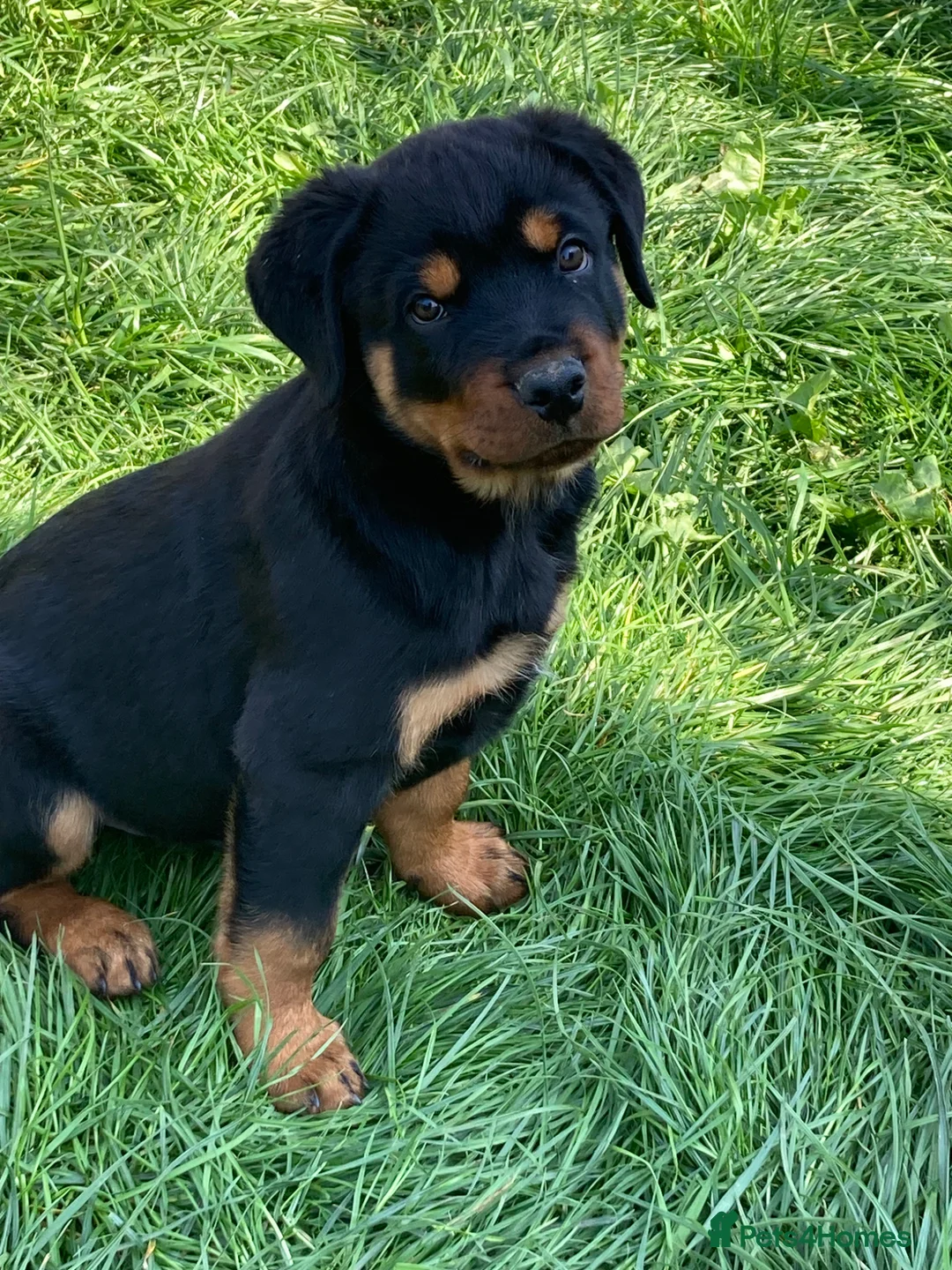 Rottweiler dogs for sale: Charming Rottweiler boy puppy for sale - Advert 2