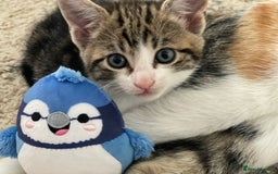 European cats for sale: 8 weeks old - kittens  - Image 1