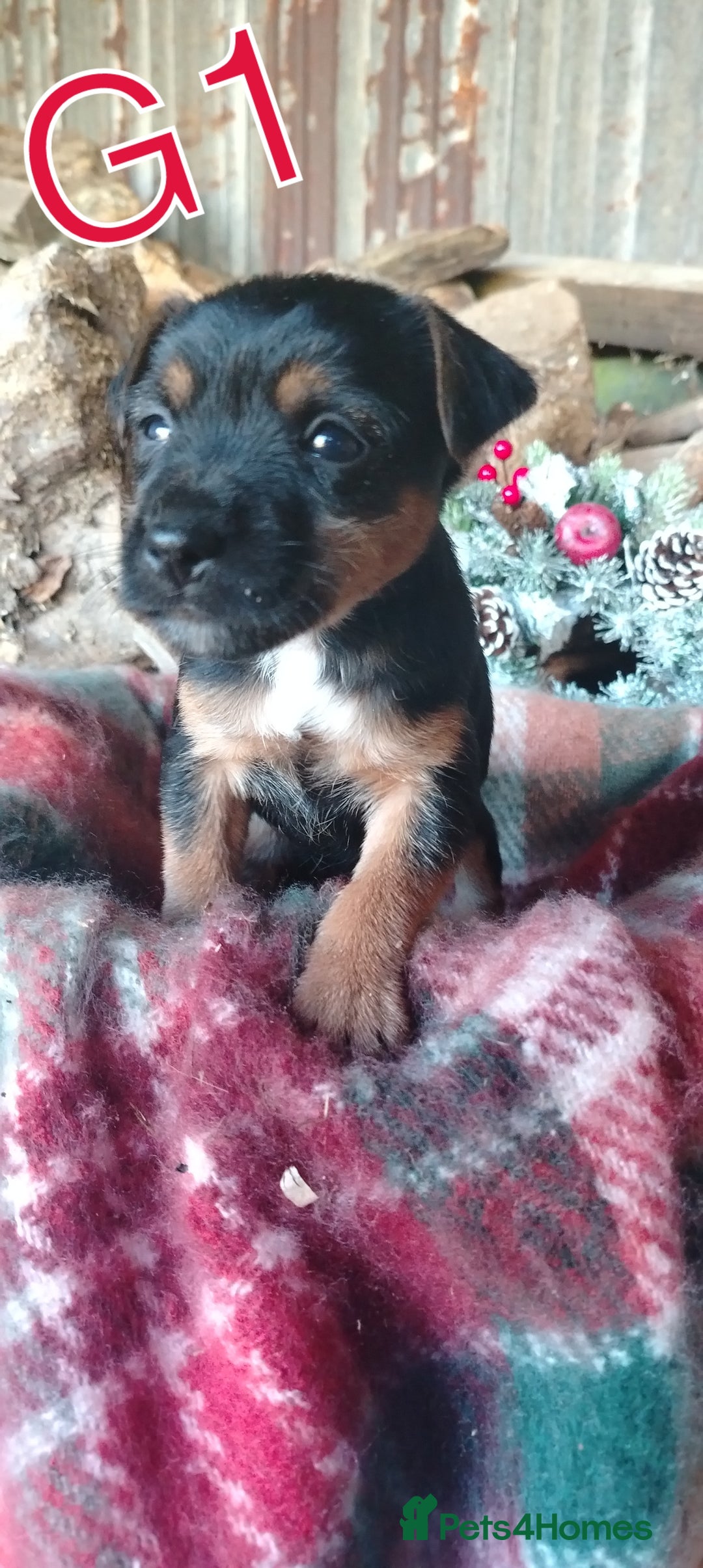 Mixed Breed dogs for sale: Charming Litter of Border Lakeland Puppies - Advert 8