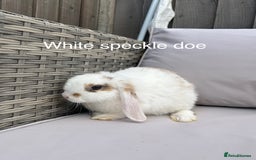 Mini Lop rabbits for sale: Beautiful baby mini lop rabbits  - Image 8