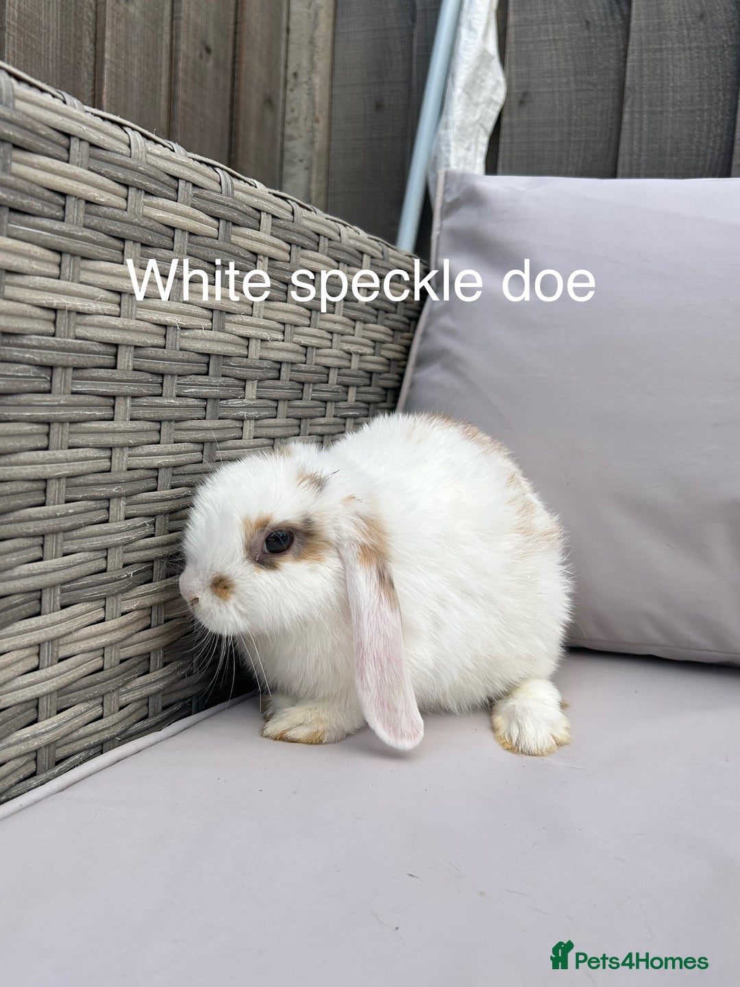 Mini Lop rabbits for sale: Beautiful baby mini lop rabbits  - Image 8
