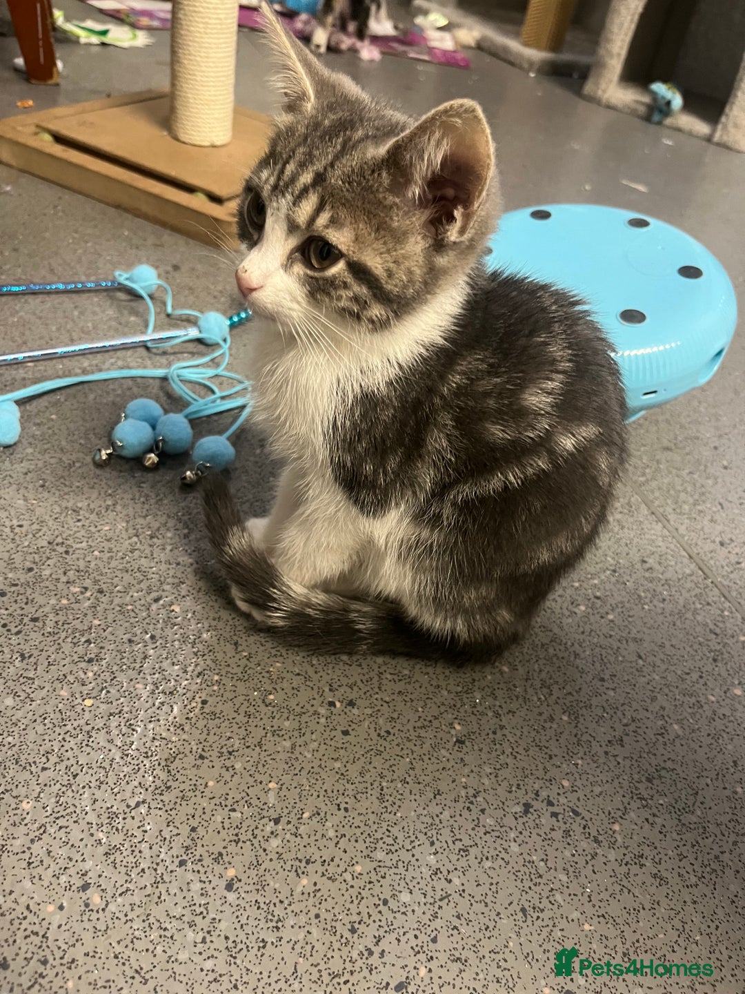 Mixed Breed cats for sale: 🐾 2 Handsome 10 week old Male Kitten  - Advert 8