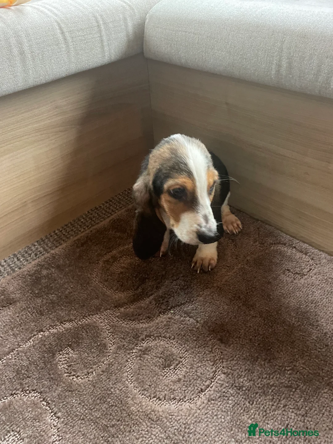 Basset Hound dogs for sale: Bassett hound puppies - Advert 7