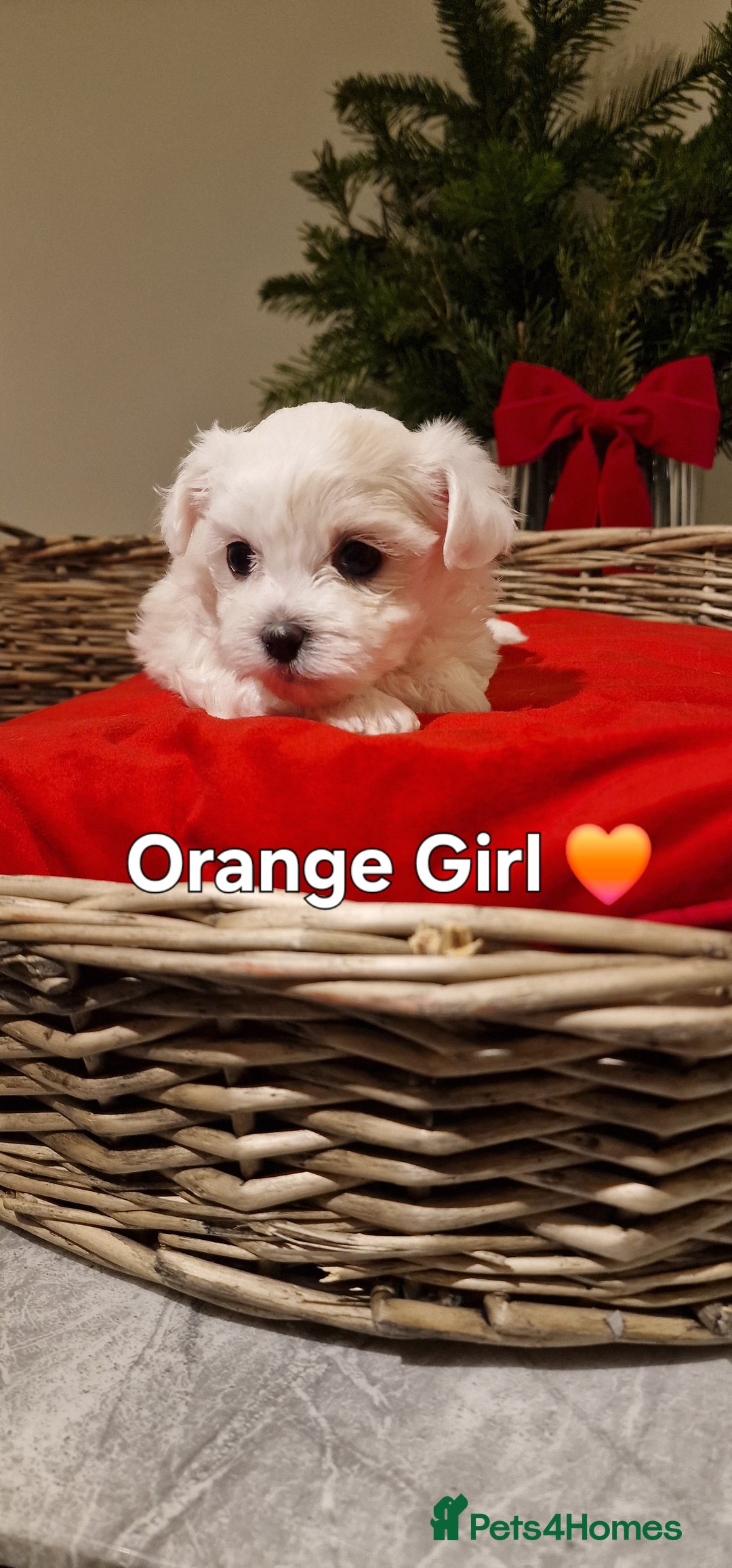 Maltese dogs for sale: 🐶🤍 Beautiful Maltese Girl Puppies 🤍🐶 - Advert 8