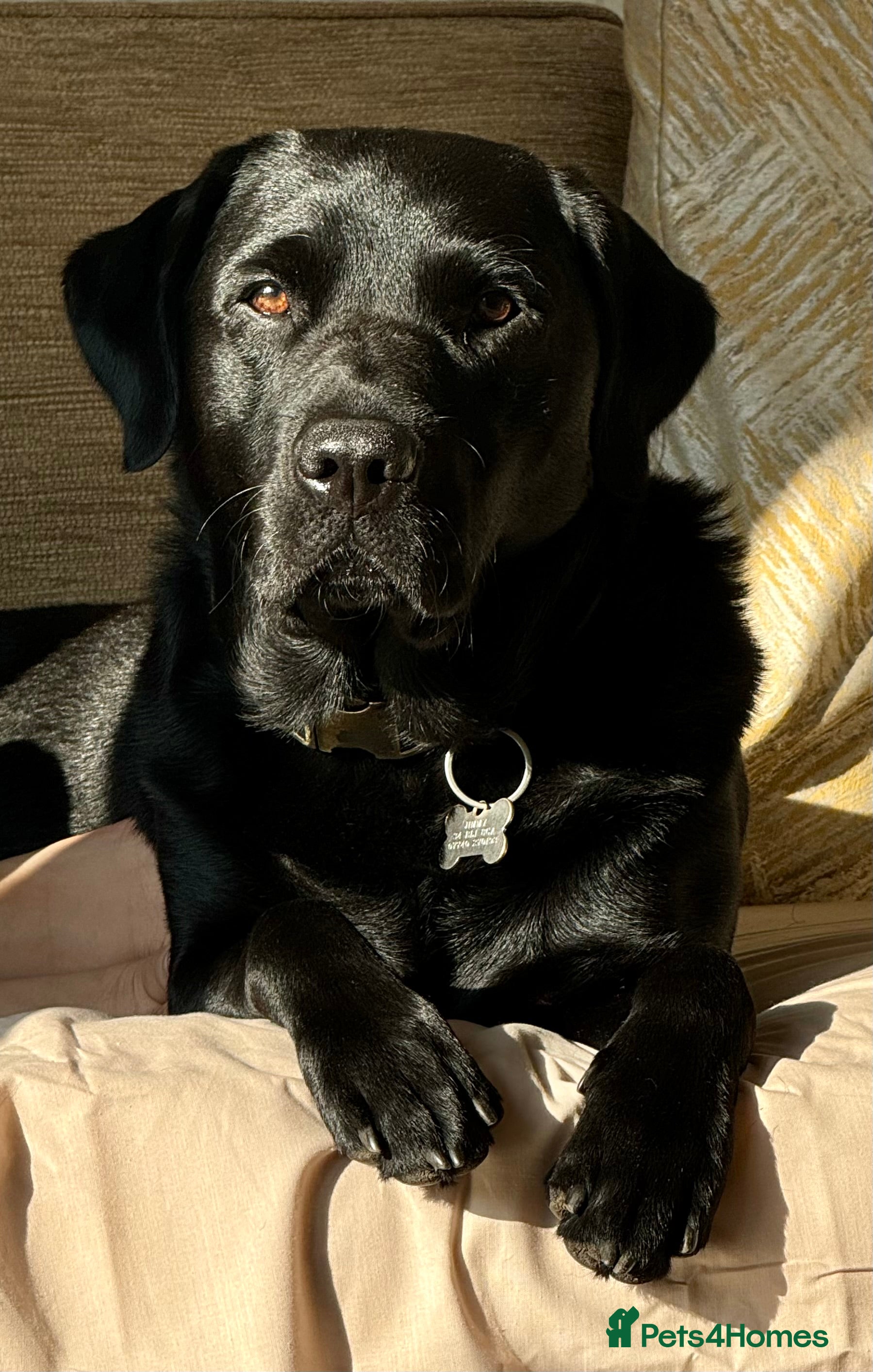 Labrador Retriever dogs Handsome KC registered Labrador Retriever for stud in Bolton - Advert 2