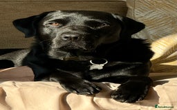 Labrador Retriever dogs for stud: Handsome KC registered Labrador Retriever for stud in Bolton - Image 1