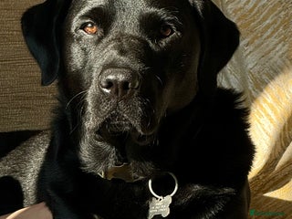 Labrador Retriever dogs in Bolton - Advert 35