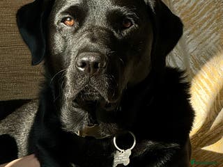 Labrador Retriever dogs Handsome KC registered Labrador Retriever for stud in Bolton - Advert 23