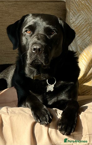 Labrador Retriever dogs in Bolton - Advert 1