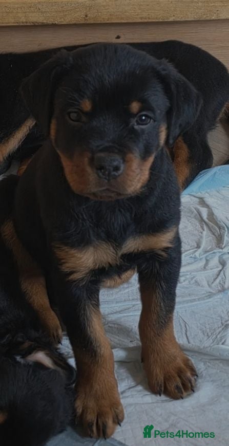 Rottweiler dogs Rottweiler puppy ready now ☆ 1 boy - Advert 1