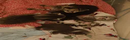 Mixed Breed cats for sale: 6 lovely kittens for adoption  - Advert 1