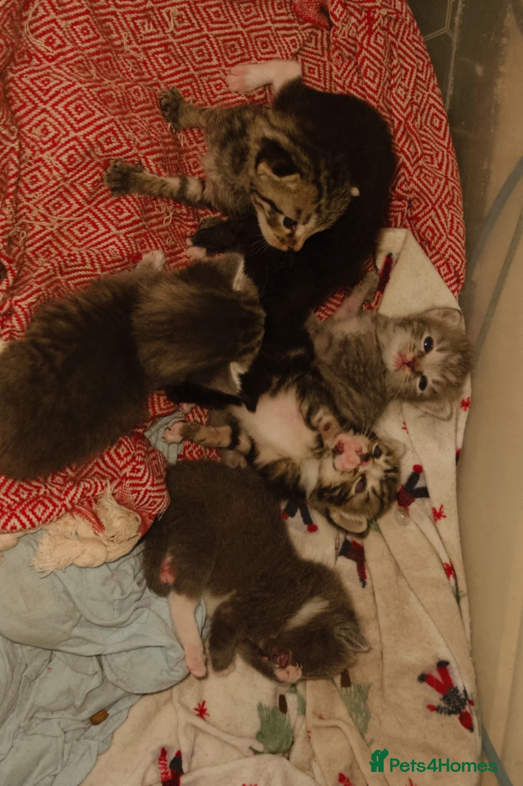 Mixed Breed cats for sale: 6 lovely kittens for adoption  - Advert 1
