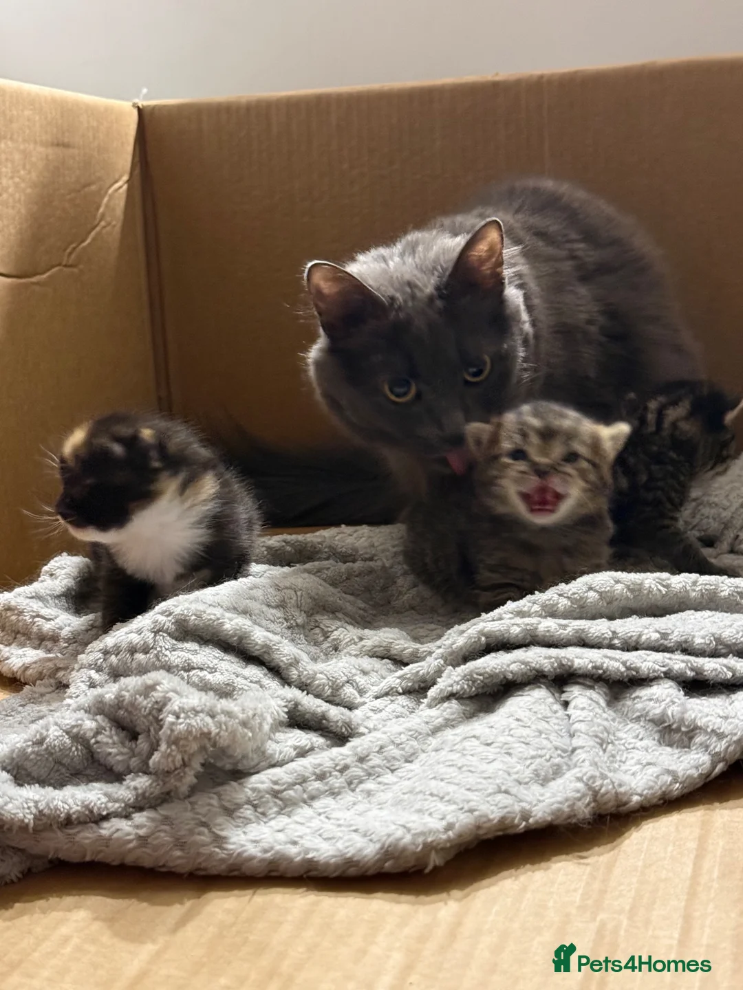 Mixed Breed cats for sale: 3 kittens available now  in Bedlington - Advert 2