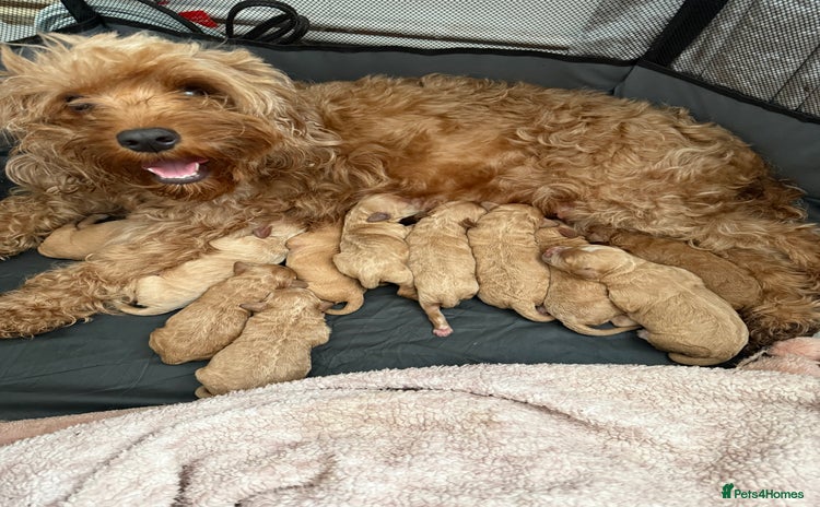 Mixed Breed dogs - Advert 1