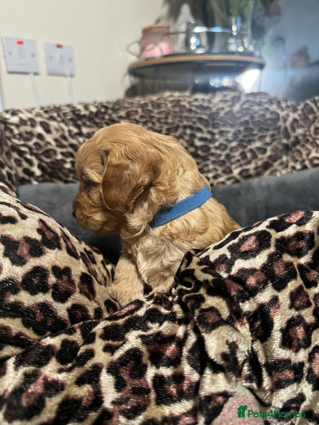 Cavapoo dogs for sale: Teddy bear F1B cavapoo - Advert 2