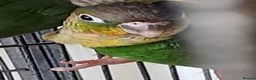 Conures birds for sale: Baby Conures  - Advert 3