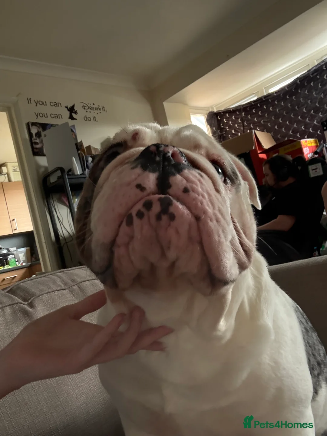 English Bulldog dogs for sale: Reggie looking for 5 star home  - Advert 19