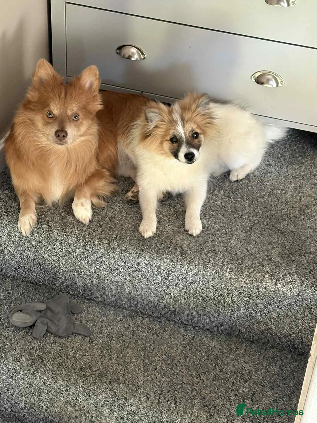 Mixed Breed dogs for sale: German spitz mix with pomchi  - Advert 15