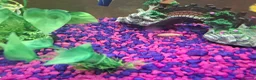 Bettas fish for sale: Female bata fish and cherry barbs  - Advert 3