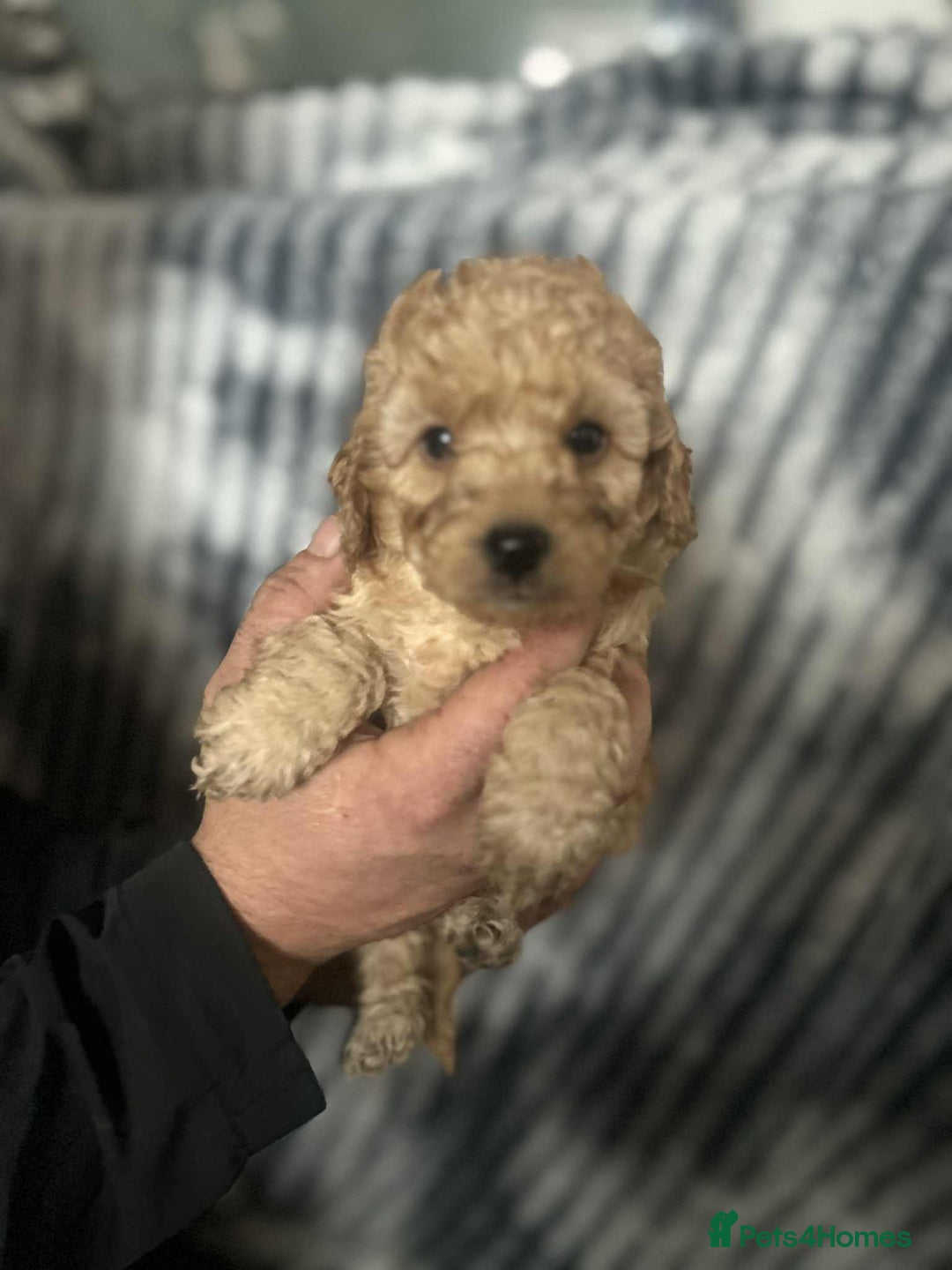 Cockapoo dogs for sale: F1B cockapoo  - Image 7