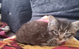 Mixed Breed cats for sale: Looking for there forever Home  - Image 2