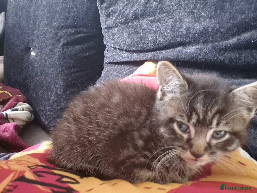 Mixed Breed cats for sale: Looking for there forever Home  - Image 2